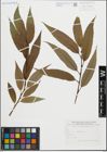Foto von Salix fragilis L.